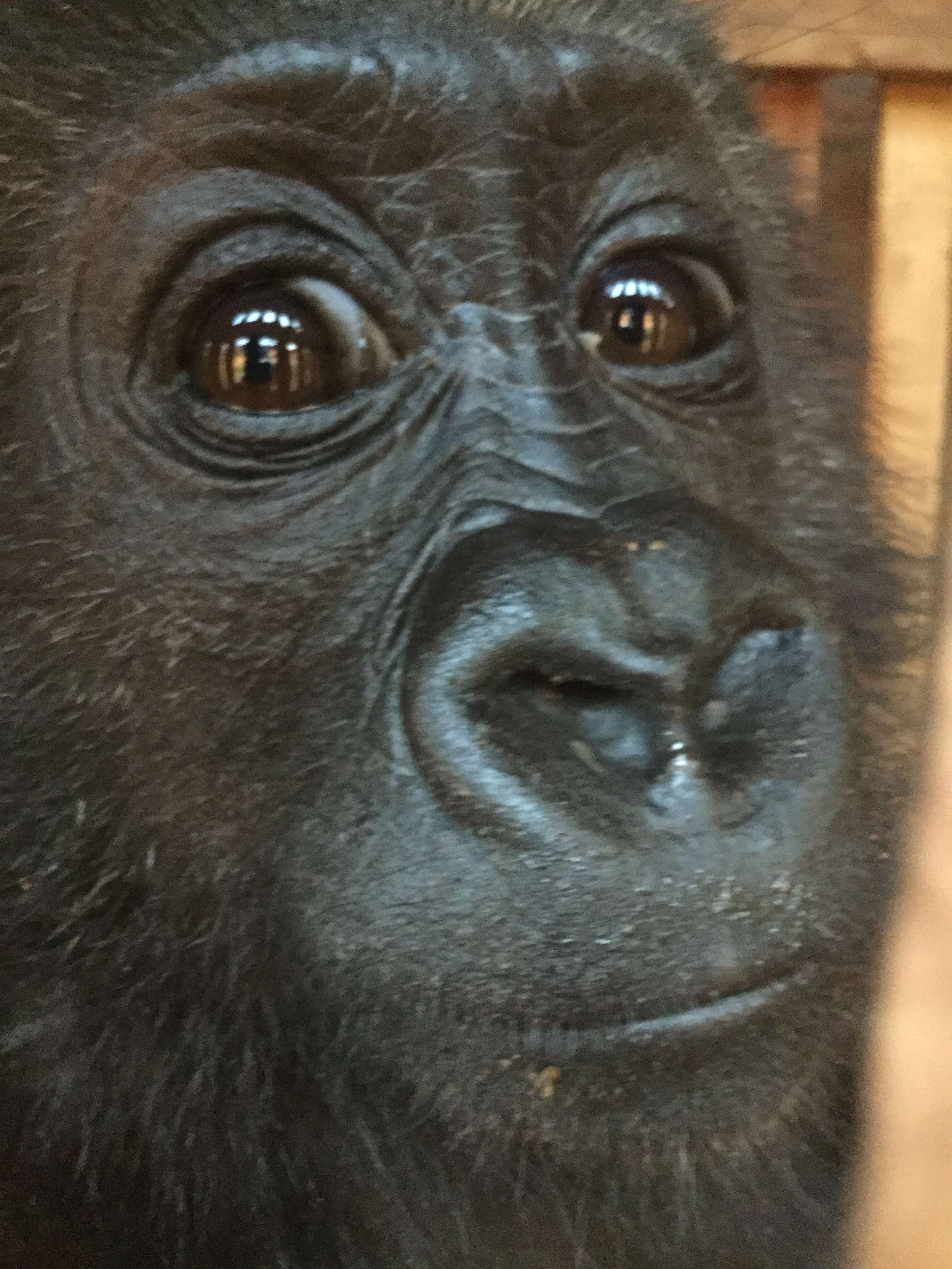 Orphaned baby gorilla rescued in Cameroon