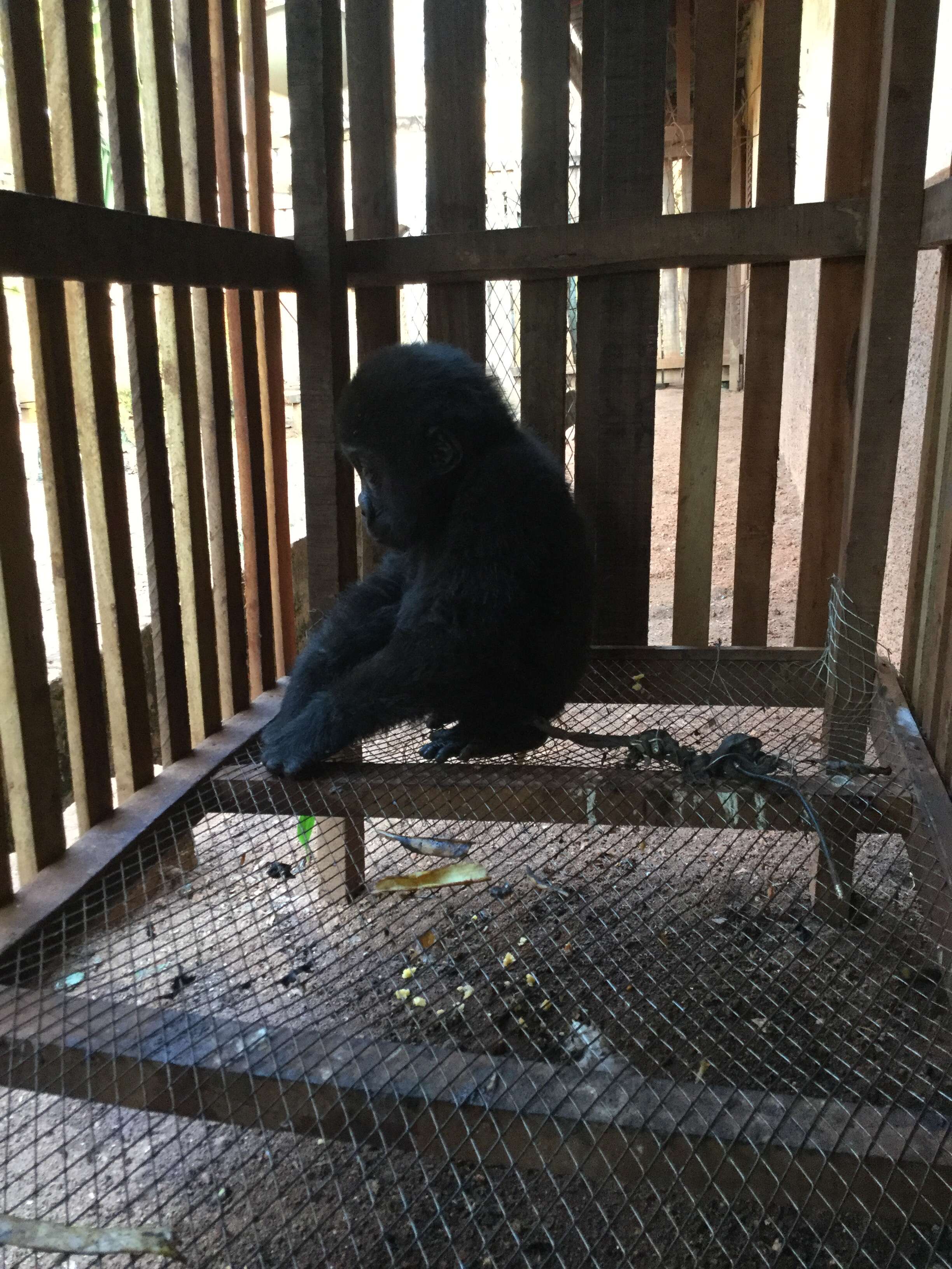 Baby gorilla orphaned by bushmeat trade saved in Cameroon