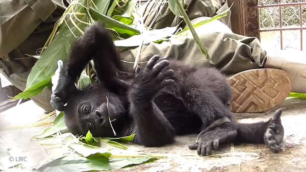 Baby gorilla orphaned by bushmeat trade saved in Cameroon