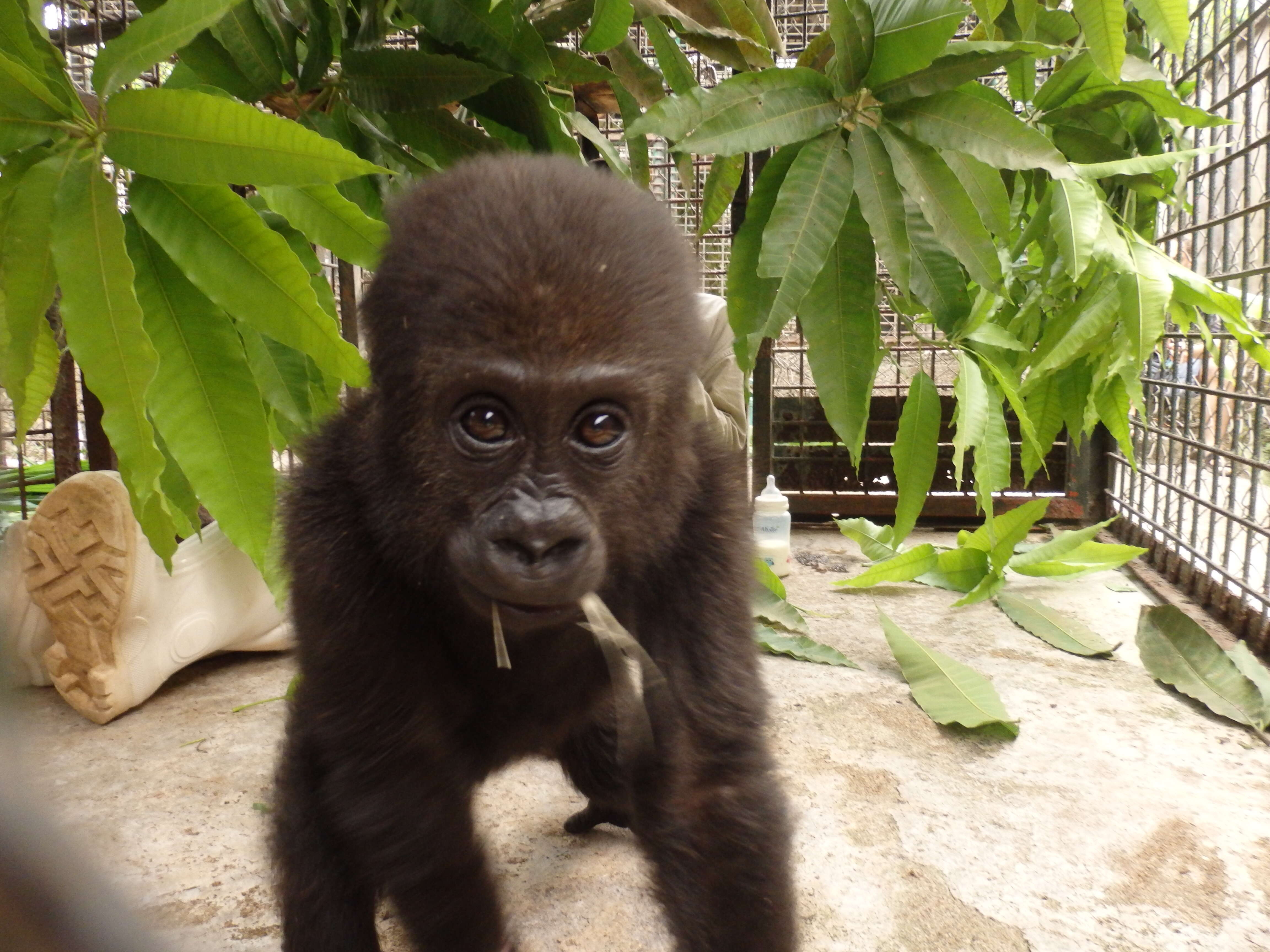 Baby gorilla orphaned by bushmeat trade saved in Cameroon