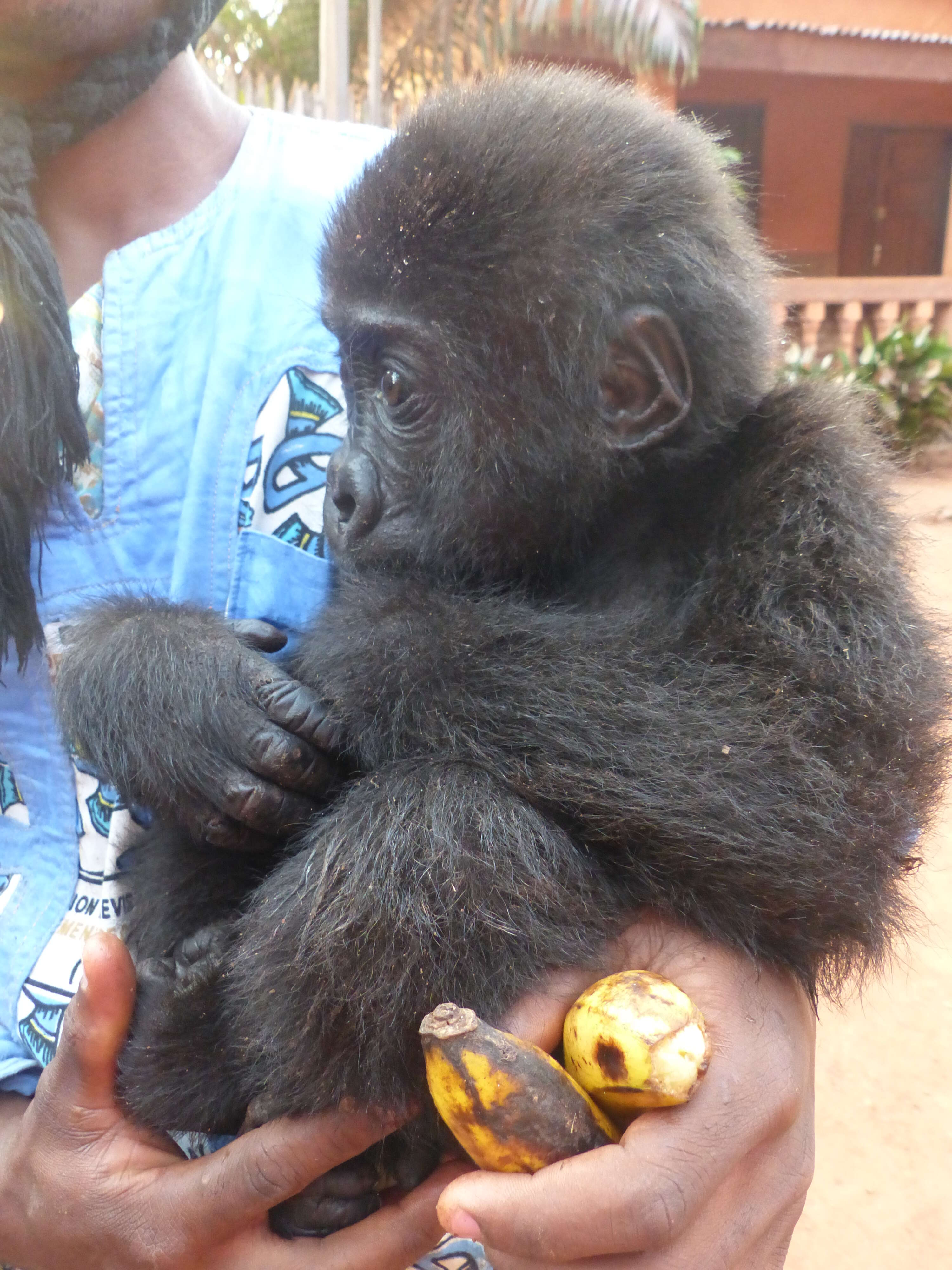 Baby gorilla orphaned by bushmeat trade saved in Cameroon