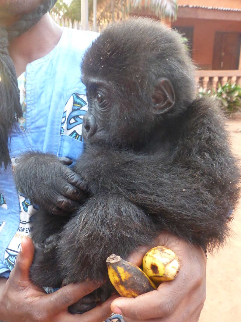 scared baby gorilla