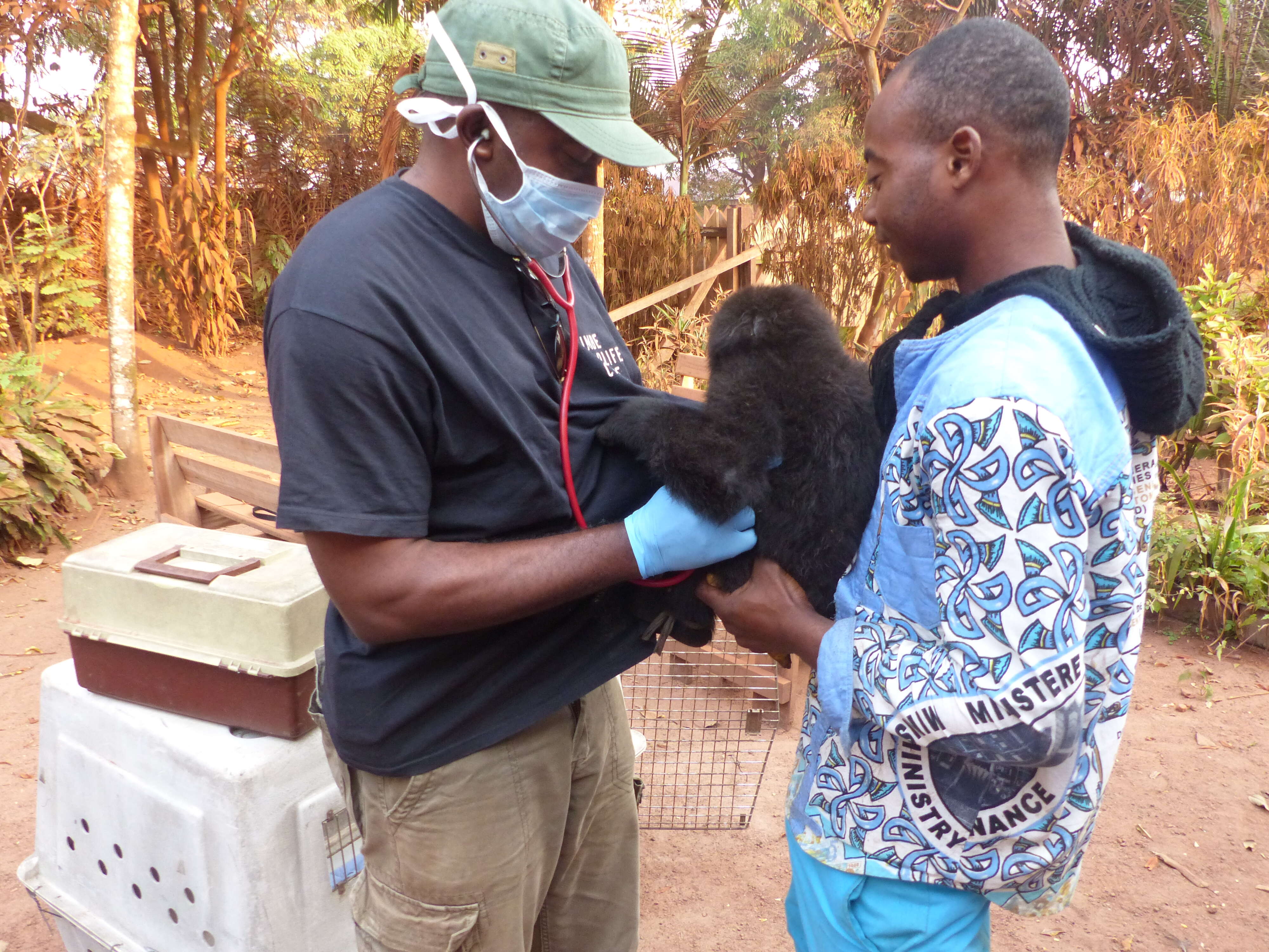 Baby gorilla orphaned by bushmeat trade saved in Cameroon