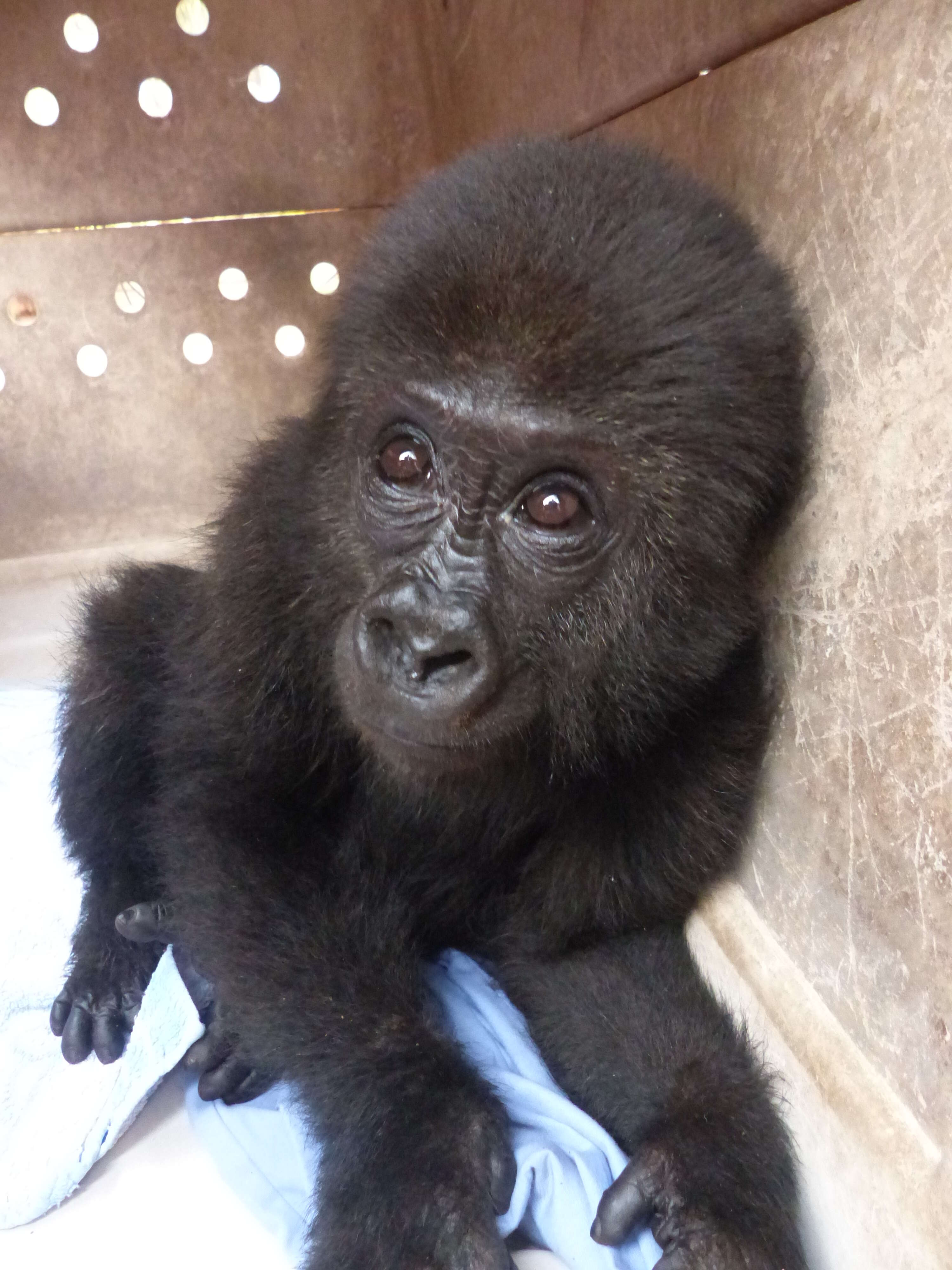 Baby gorilla orphaned by bushmeat trade saved in Cameroon