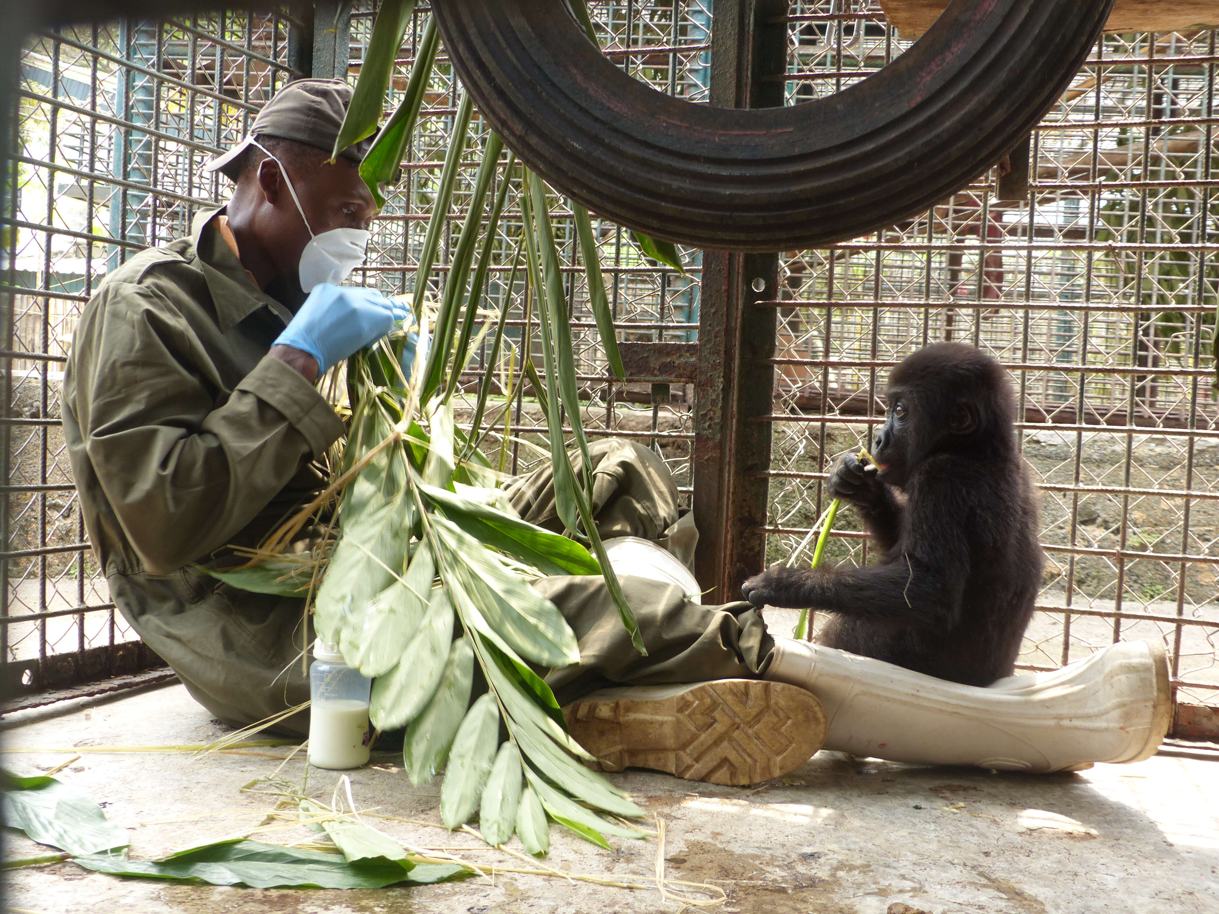 Baby gorilla orphaned by bushmeat trade saved in Cameroon