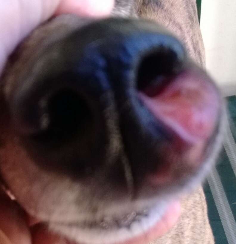 Cancerous tumor on greyhound's nose