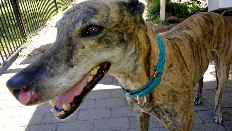 Greyhound dumped by racing industry with cancer