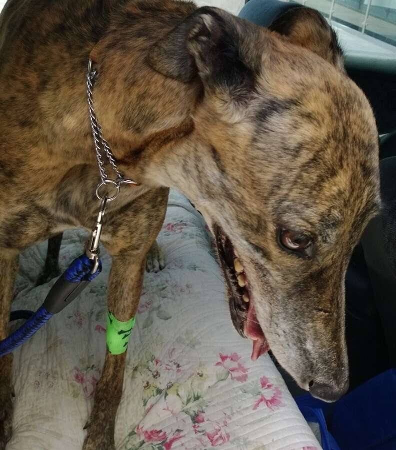 Sick greyhound dumped by racing industry