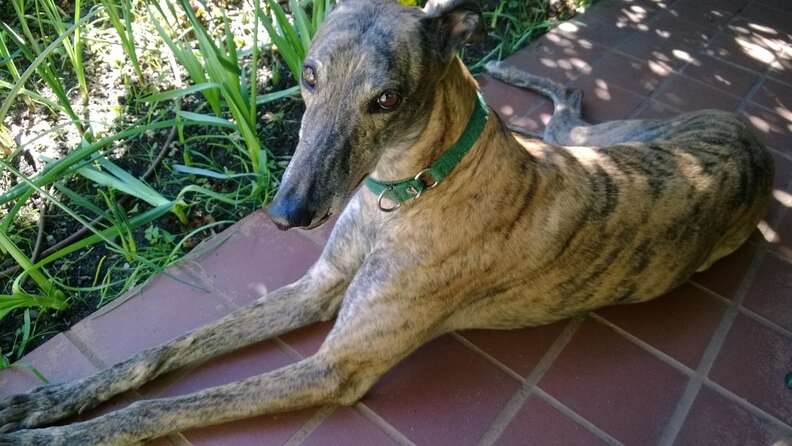 Greyhound saved from racing industry