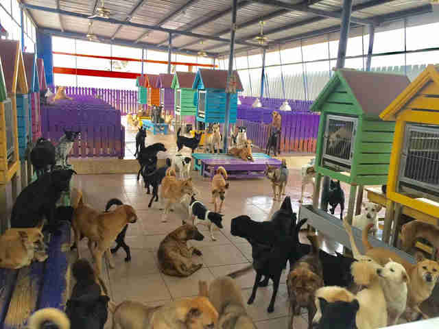 Taiwan Animal Shelter Cares For Over 3,000 Stray Dogs - The Dodo