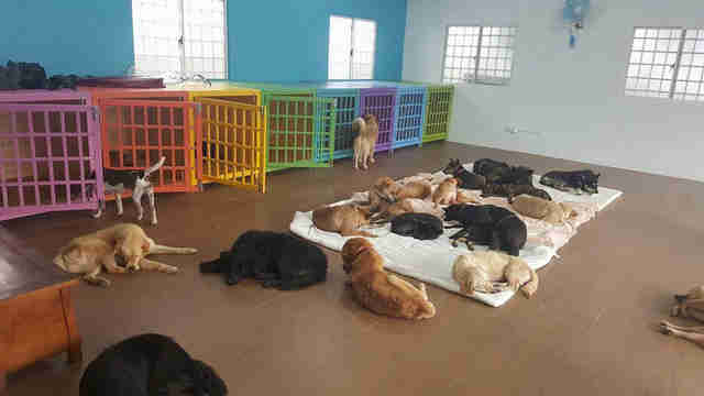 Taiwan Animal Shelter Cares For Over 3,000 Stray Dogs - The Dodo