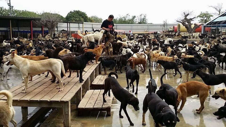 Taiwan Animal Shelter Cares For Over 3,000 Stray Dogs - The Dodo