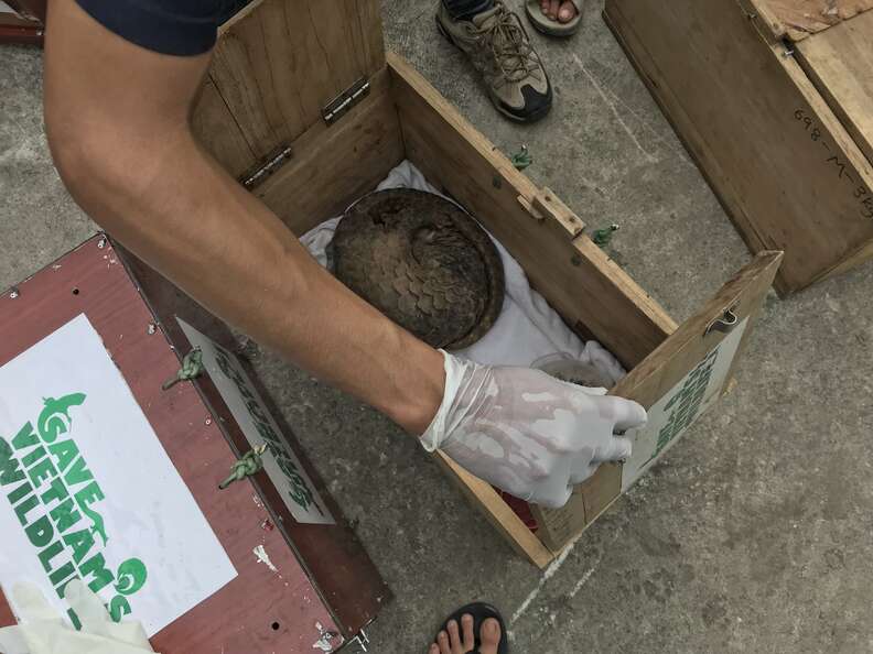 Pangolin being saved from traffickers in Vietnam