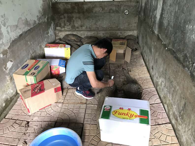 Pangolins rescued from traffickers in Vietnam