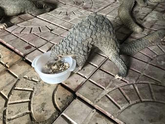 Pangolins rescued from traffickers in Vietnam