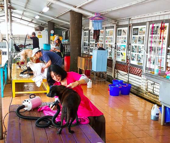 dog sanctuary taiwan