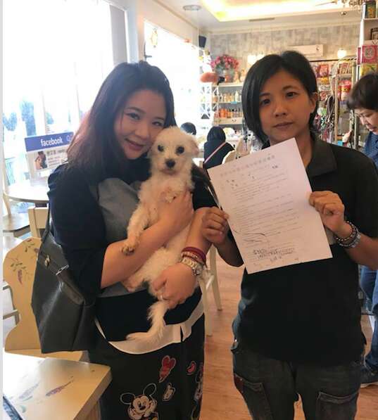 taiwan dog sanctuary shelter rescue adoption