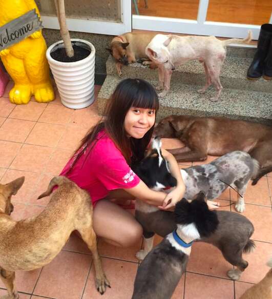 taiwan animal dog sanctuary