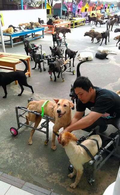 dog sanctuary taiwan