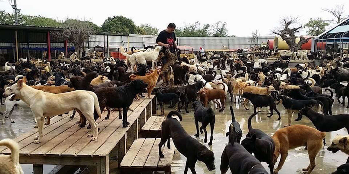 stray dog sanctuary