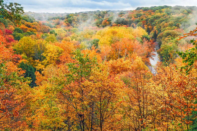 a forest of fall foliage