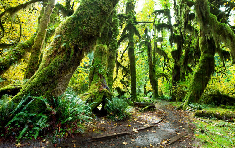 Olympic National Park