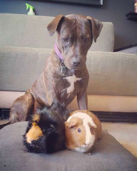Pit bull and her guinea pig sisters