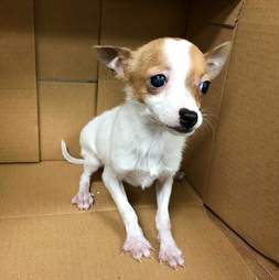 chihuahua puppy pet store new york