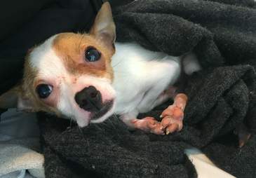 chihuahua puppy pet store