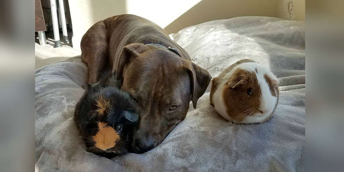 Guinea Pigs Won't Stop Cuddling With Their Pit Bull Sister - The Dodo