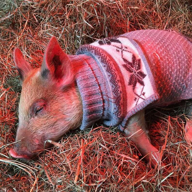 baby teacup pigs