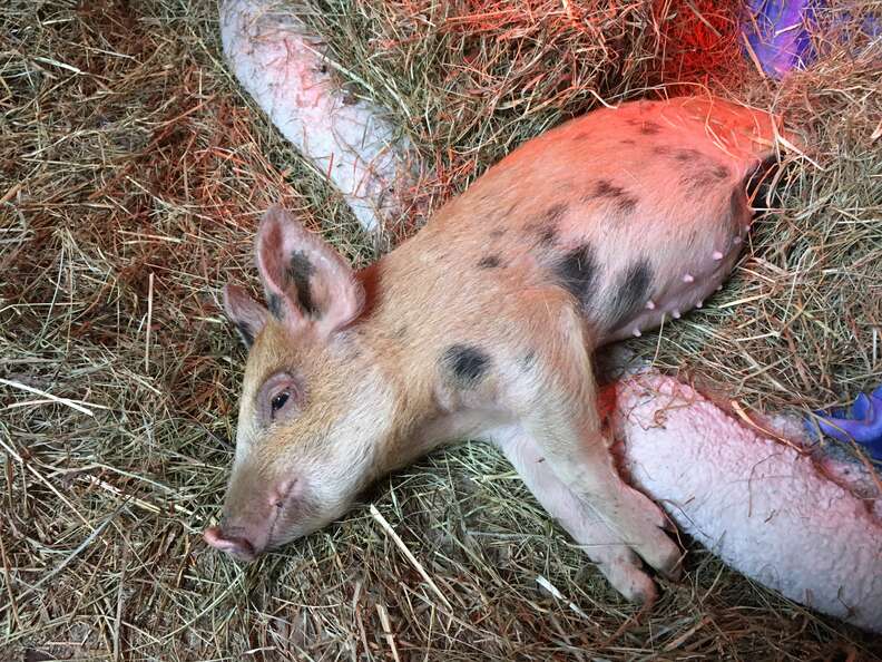 teacup pig full size