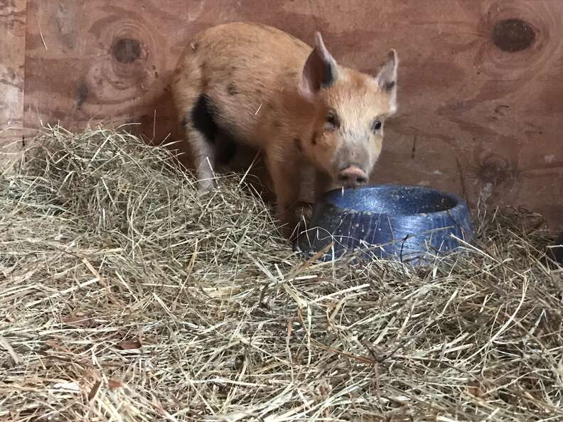 Abandoned 'mini' pig