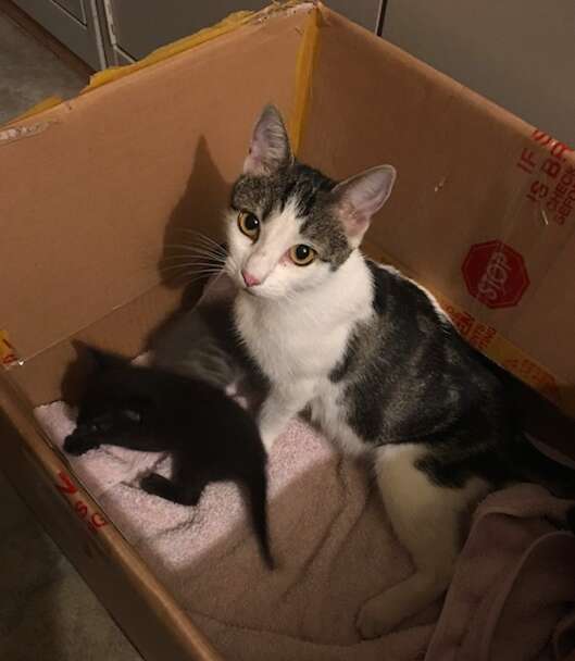 rescue cat kittens tala