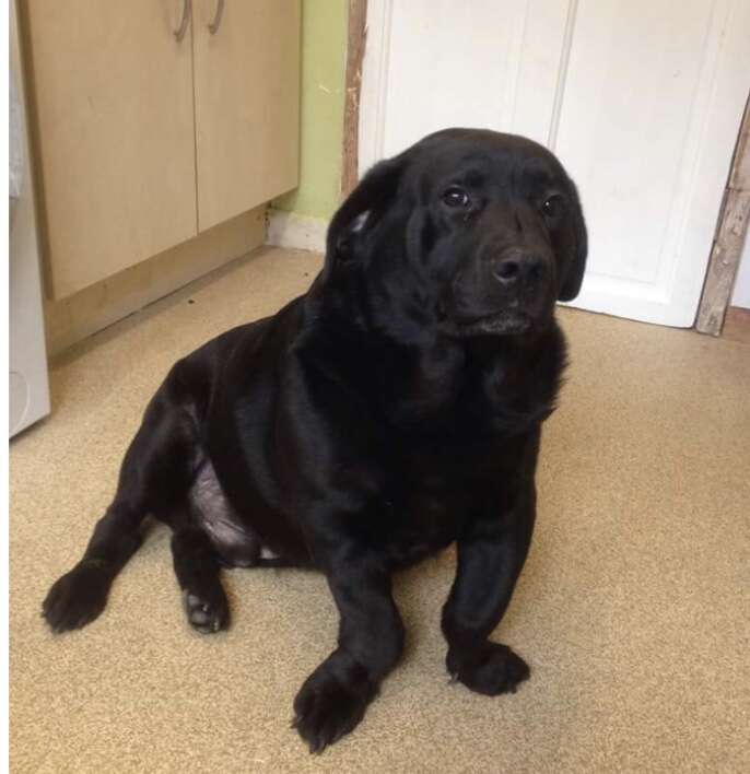 Lab with top short legs