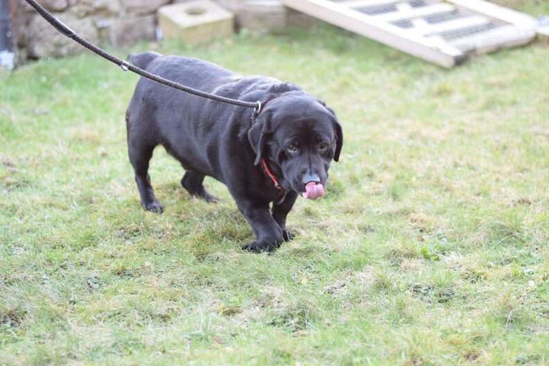 Short store legged labrador