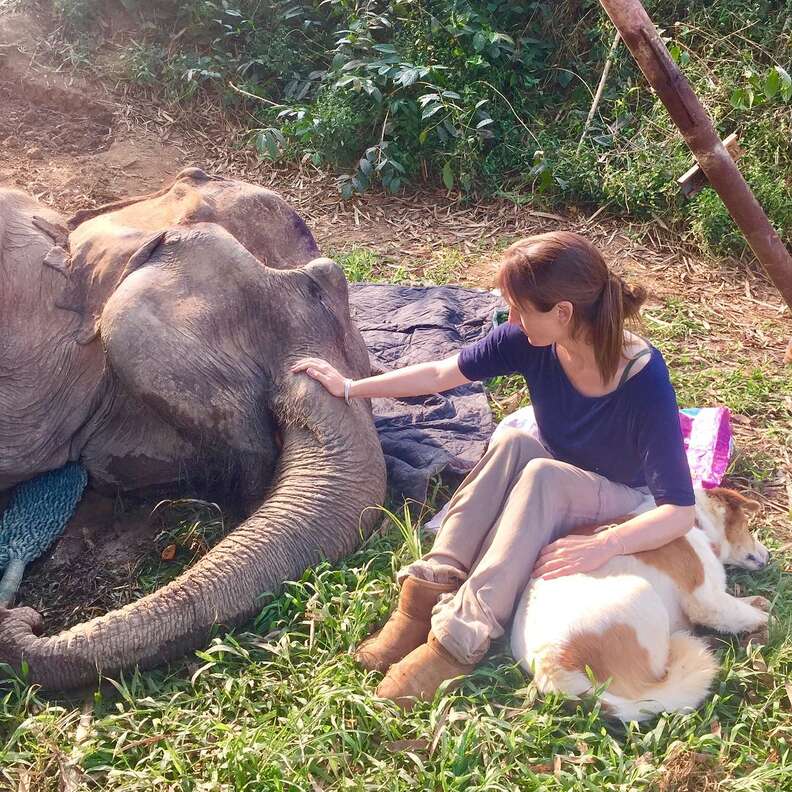 Dog and sanctuary founder comforting dying elephant