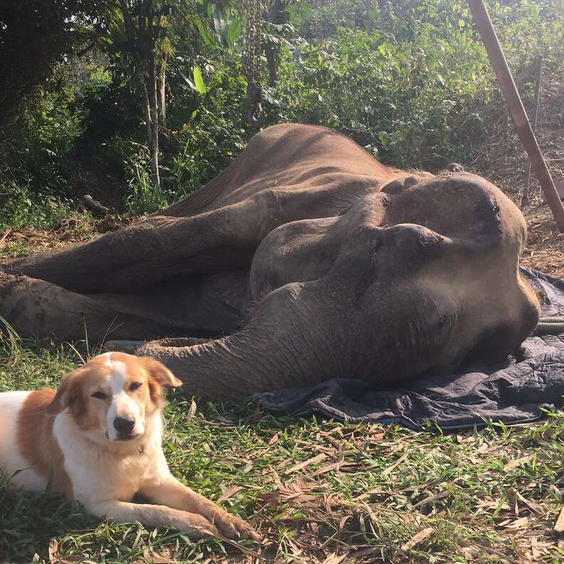 Dog comforting elephant friend