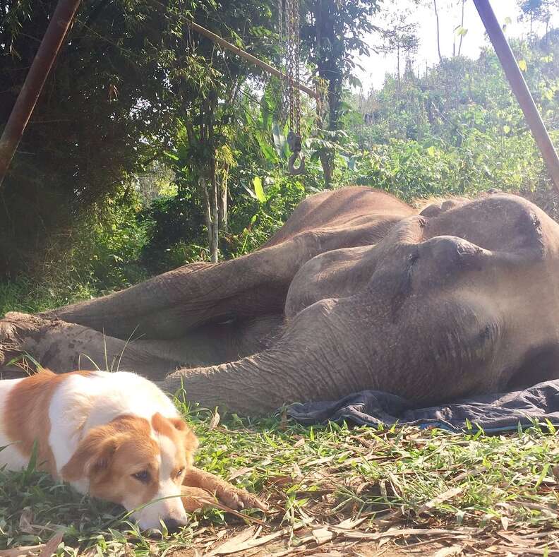 Dog comforting elephant