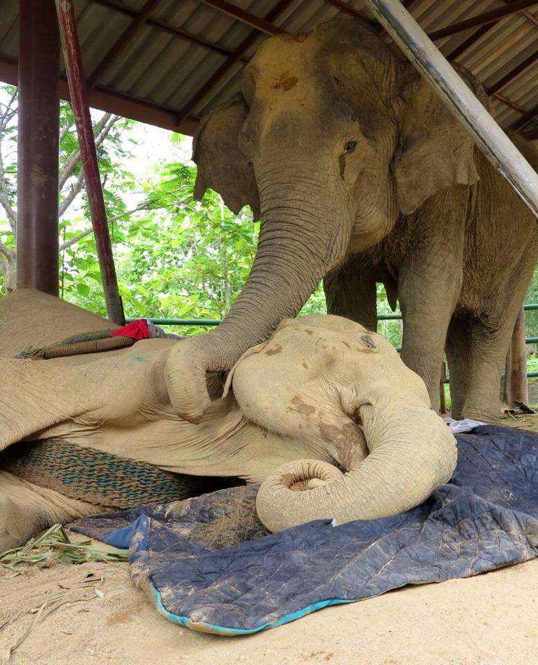 Elephant at sanctuary standing over dying friend