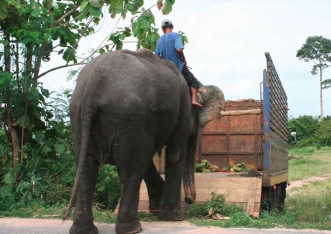 Ex-trekking elephant getting rescued in Thailand