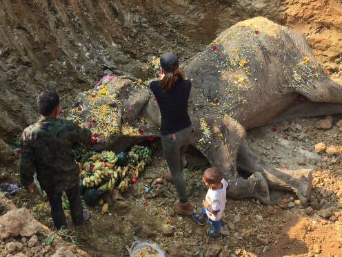 Rescued elephant getting buried with flowers