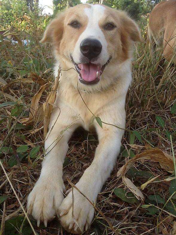 Stray dog saved in Thailand