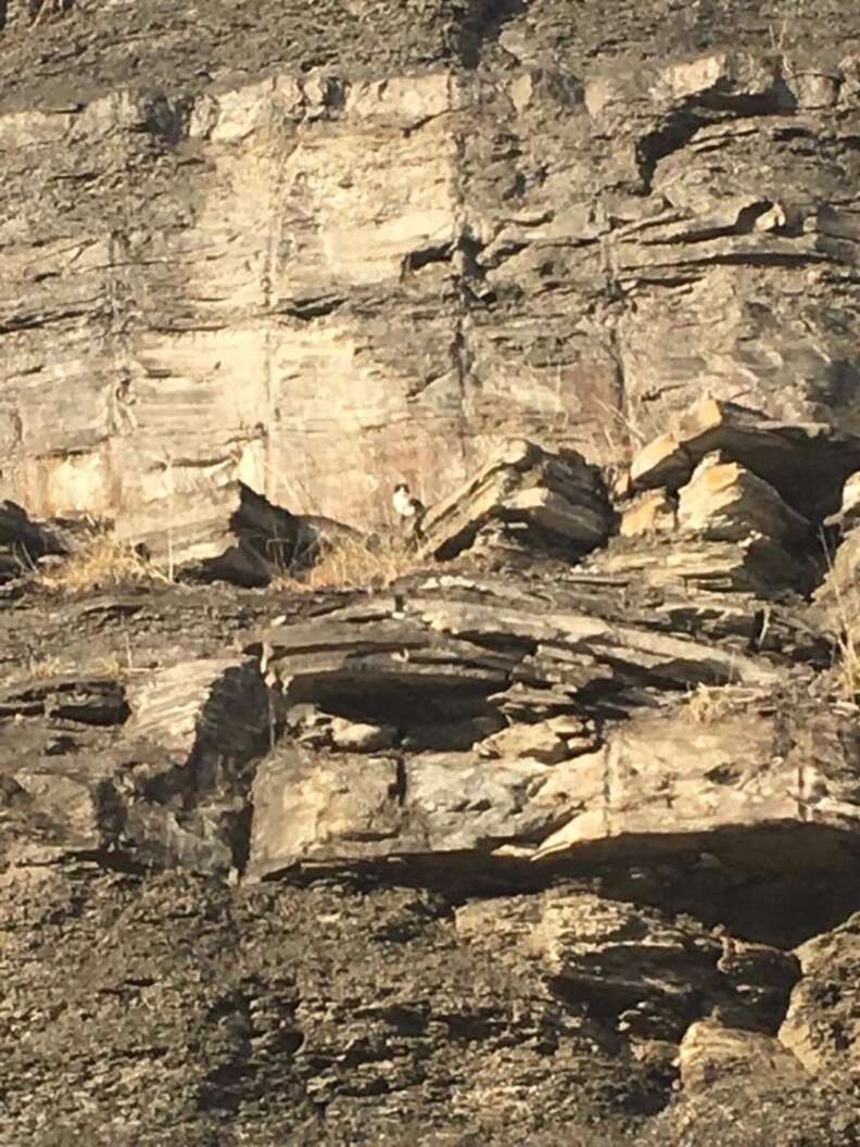 cat trapped cliff west virginia