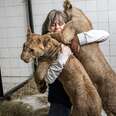 Lion Cubs Say Goodbye To Woman Who Saved Their Lives