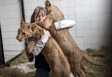 Woman says goodbye to lion cubs she raised