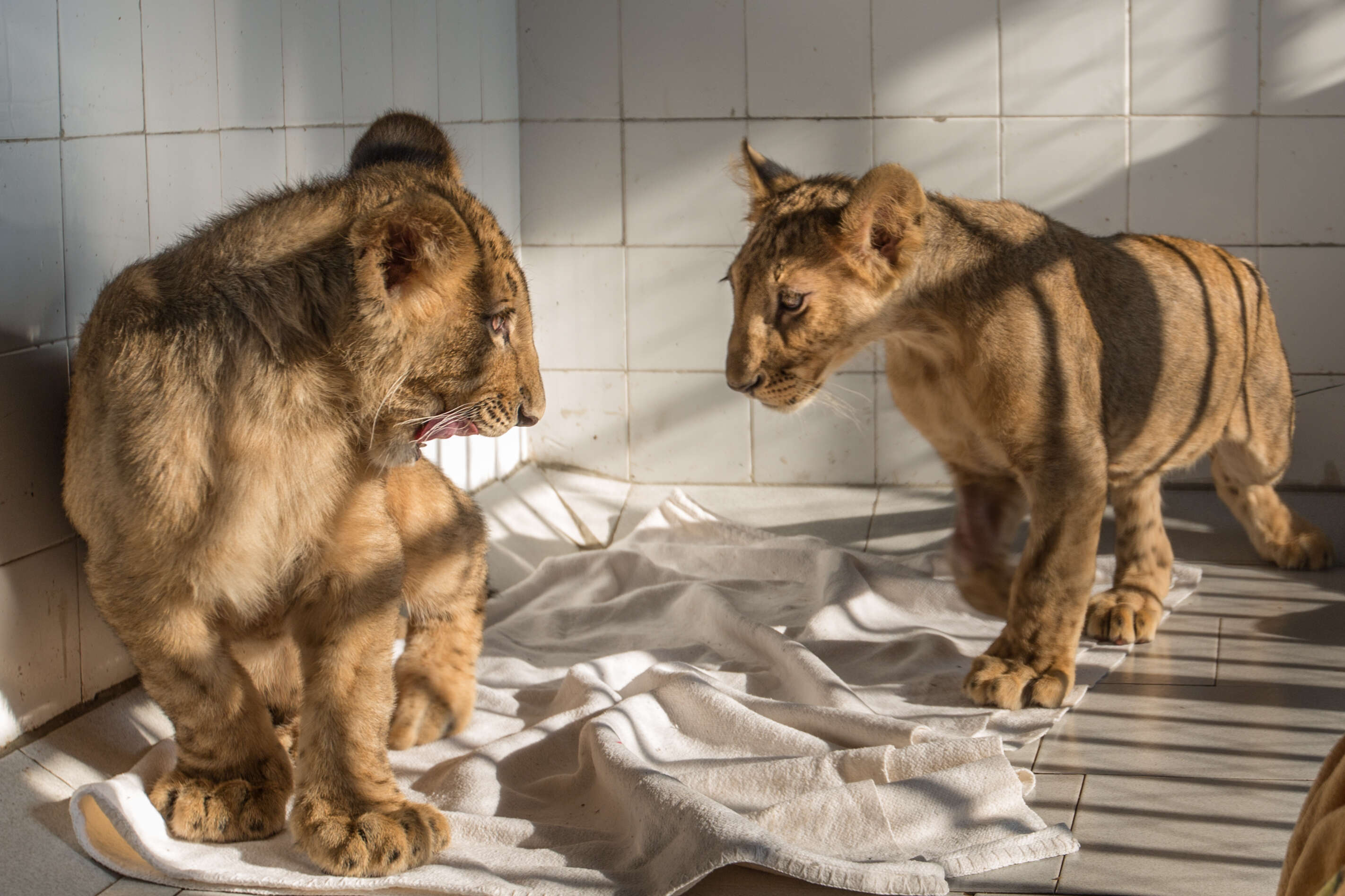 Rescued lion cubs