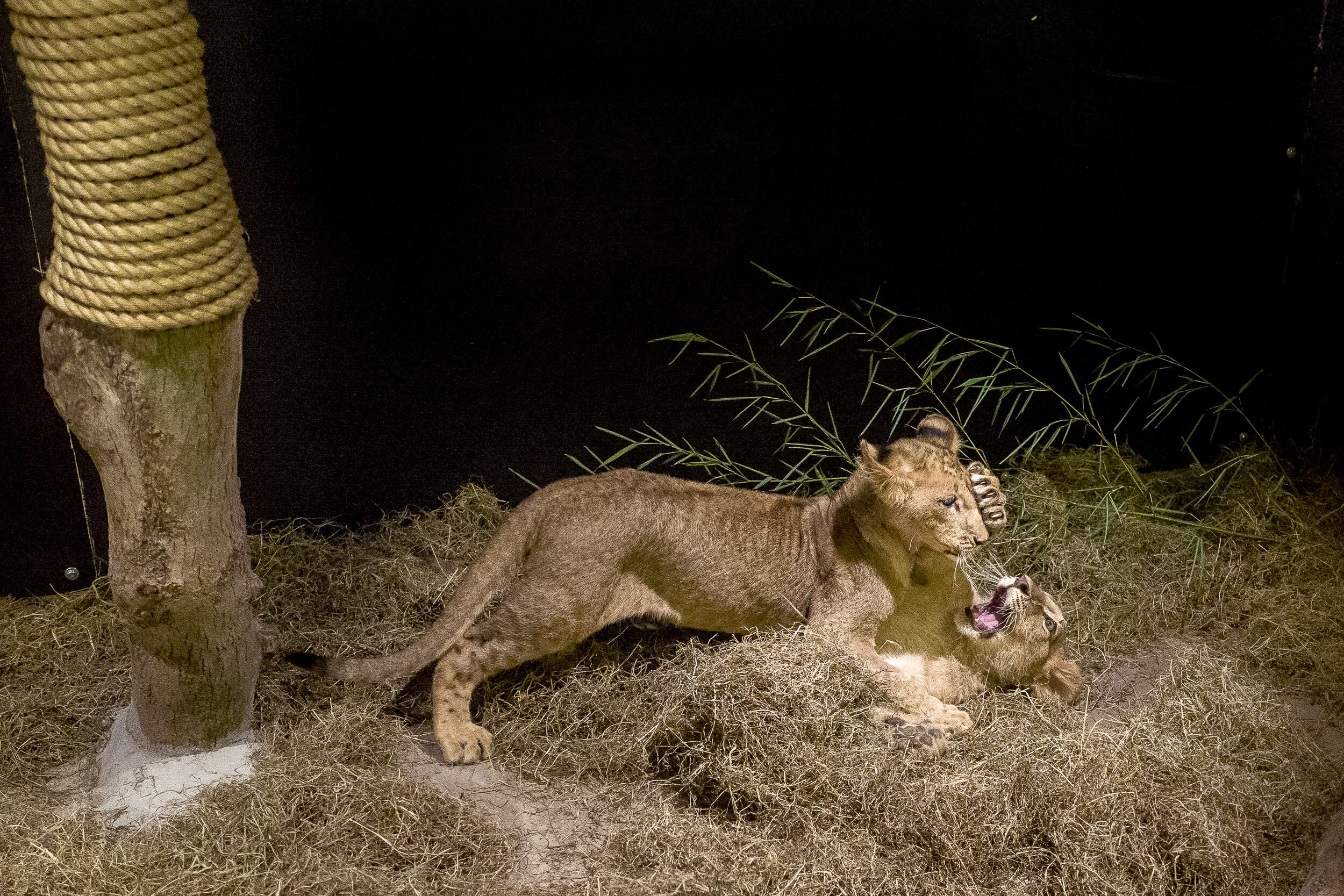 Rescued lion cubs at sanctuary