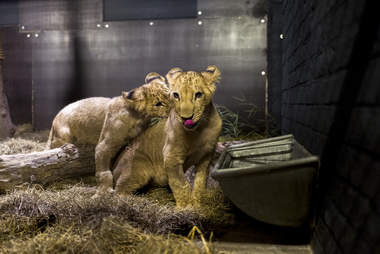 Rescued lion cubs arrive at sanctuary