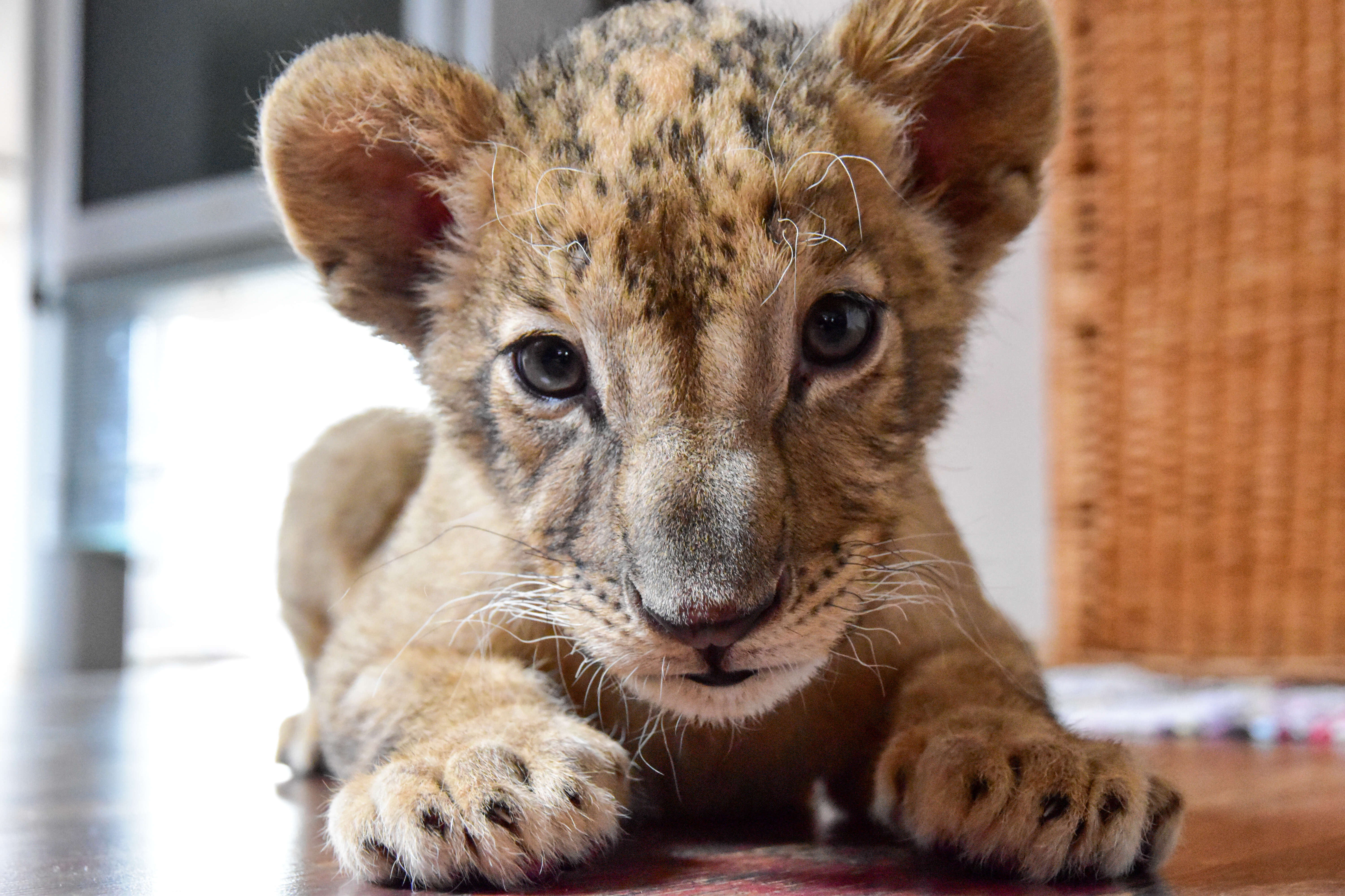 Rescued lion cub